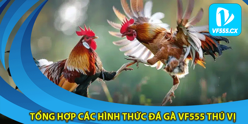 Tổng hợp các hình thức đá gà Vf555 thú vị